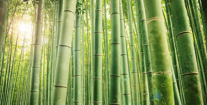 Bambú Dulkamara